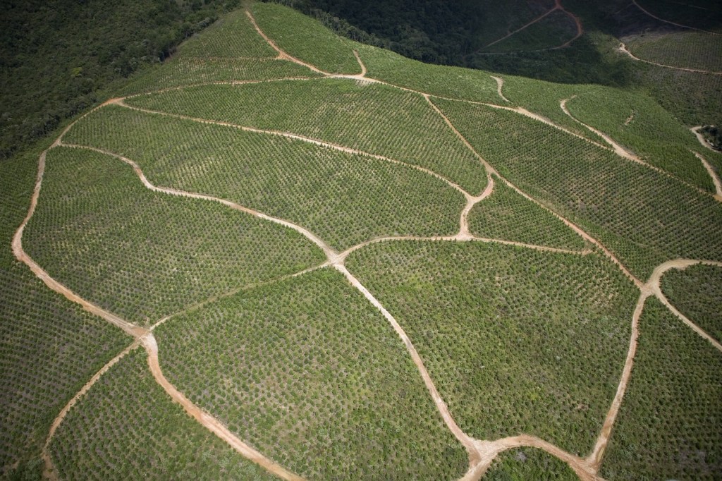 aerial view of a forest plantation with roads