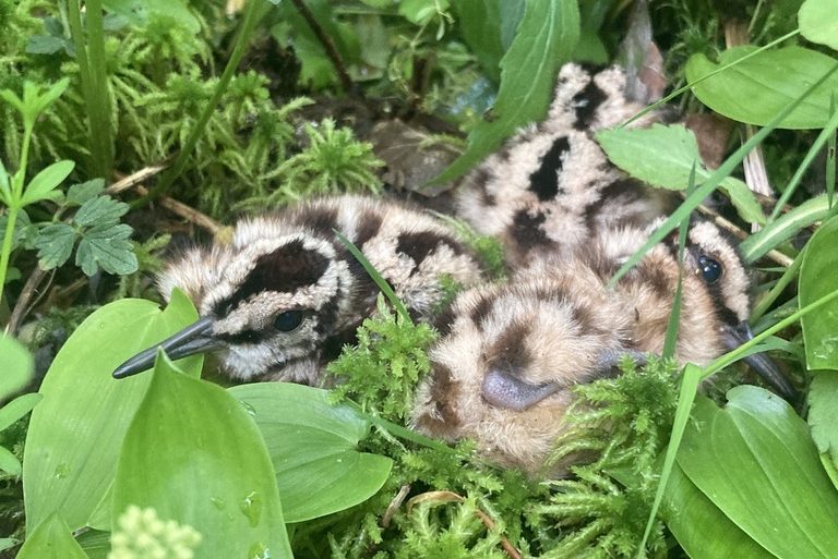 small speckled birds in foliage