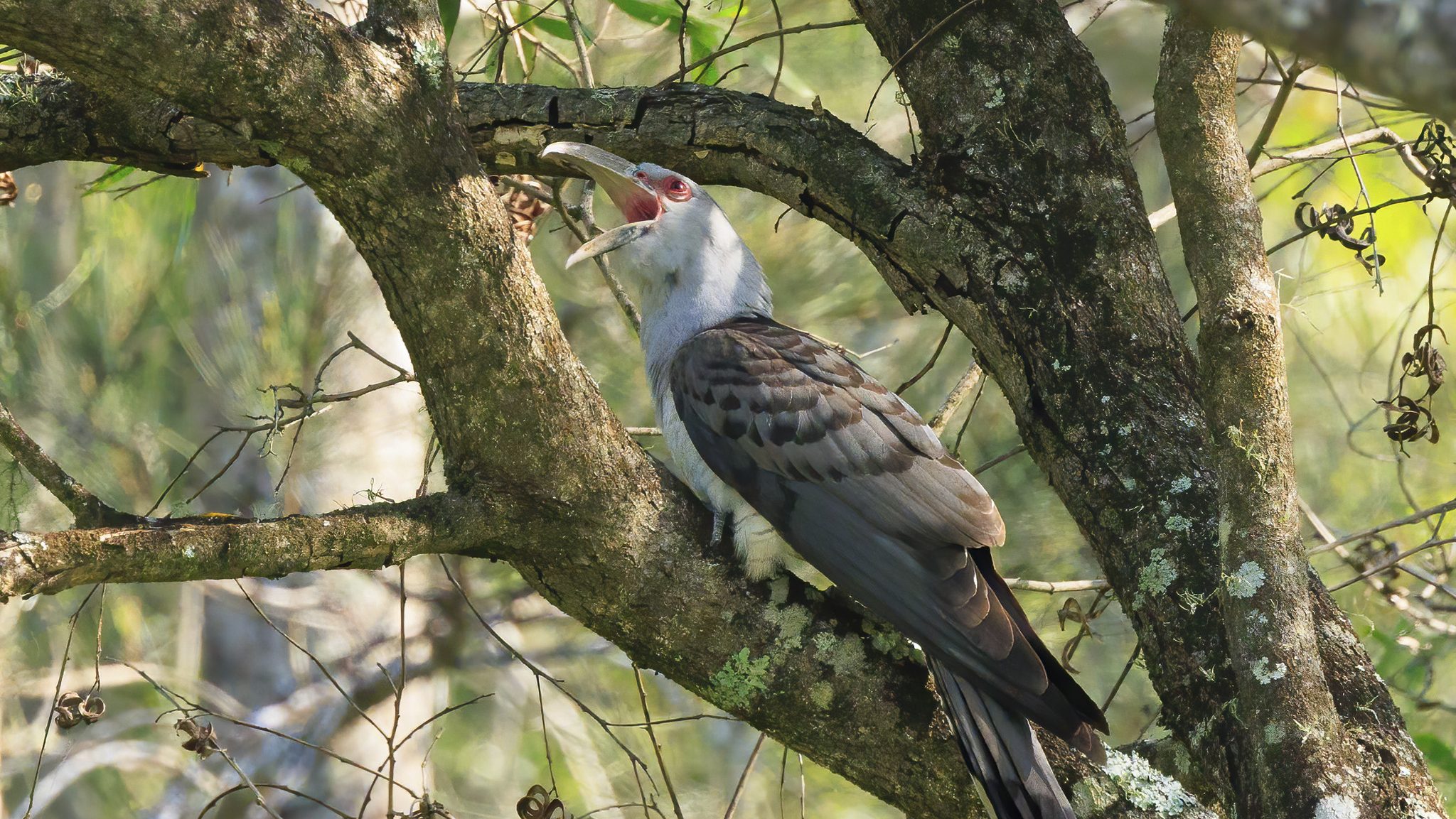 large bird with red eye and open beak vocalising on a treebranch