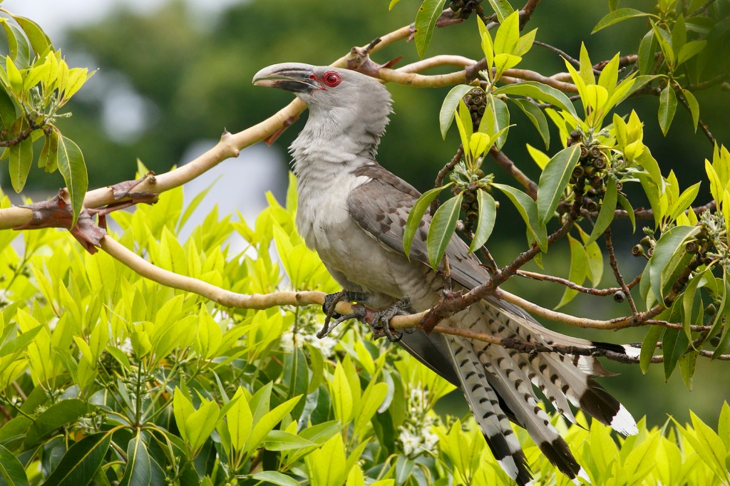 large grey bird with a red eye and curved beak