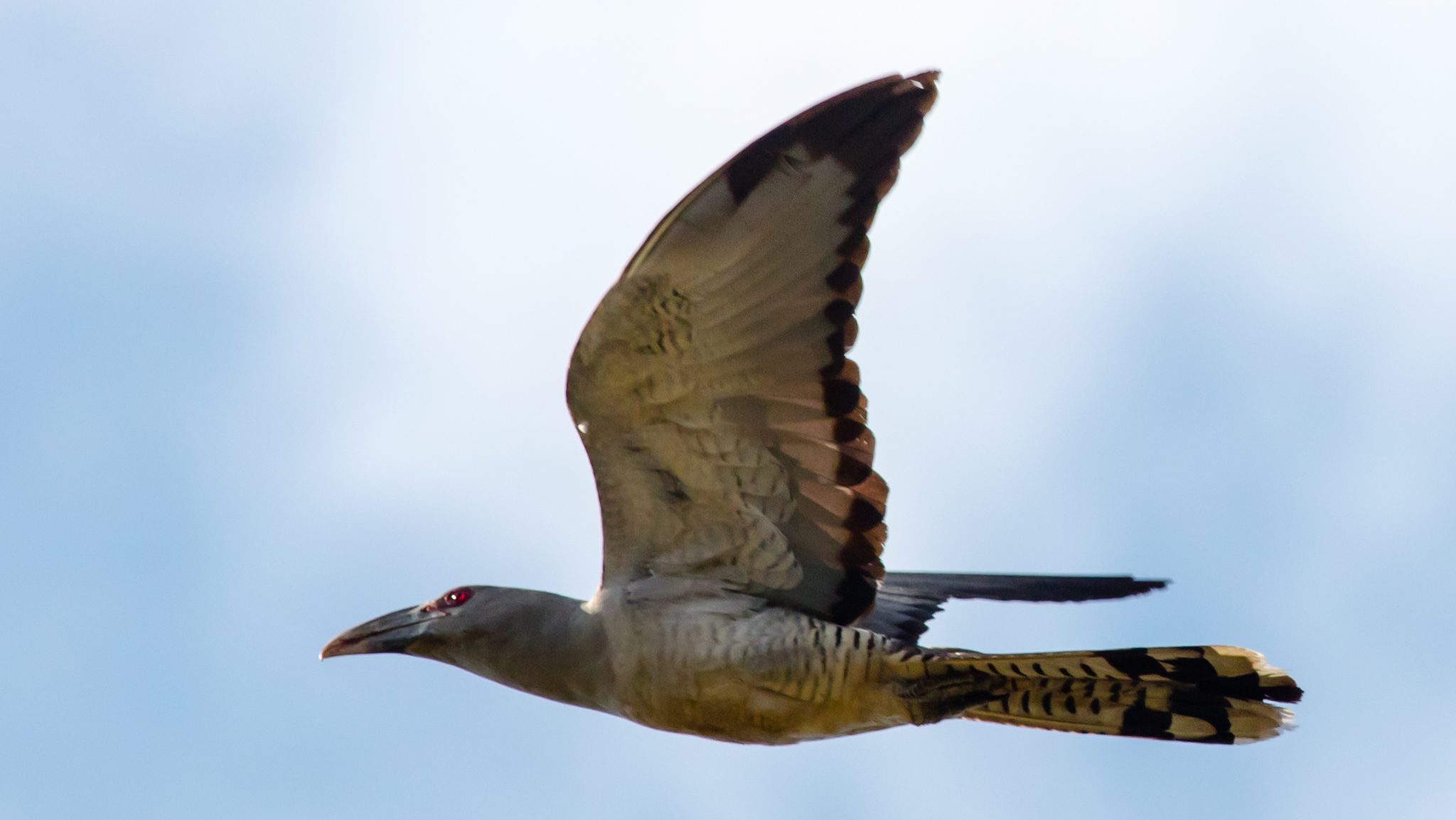 A very large grey bird with a pronounced bill flies against blue sky. 