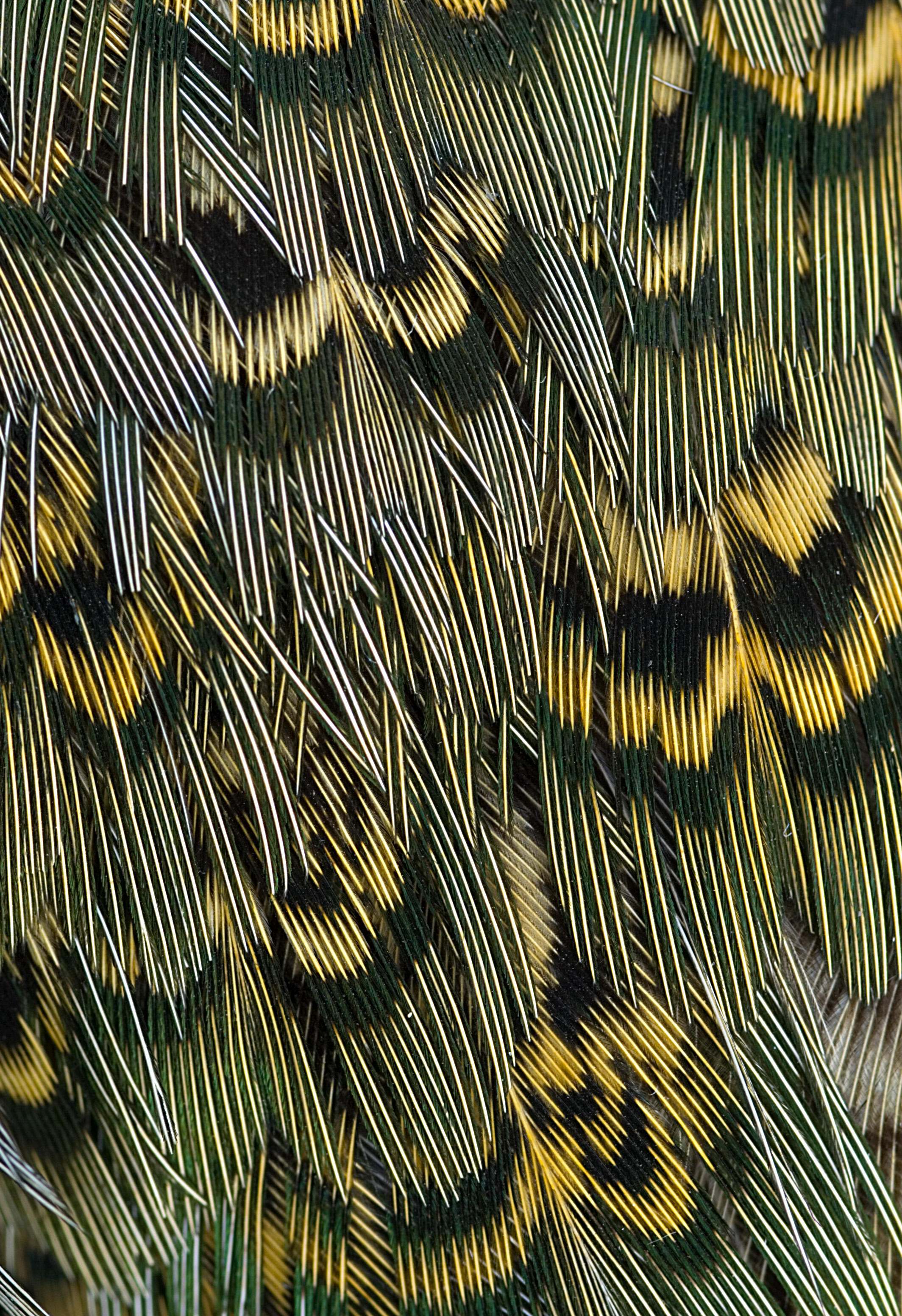 Close up shot of the feathers of a ring-necked pheasant, showing blue and green and black iridescence