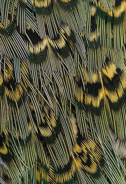 Close up shot of the feathers of a ring-necked pheasant, showing blue and green and black iridescence