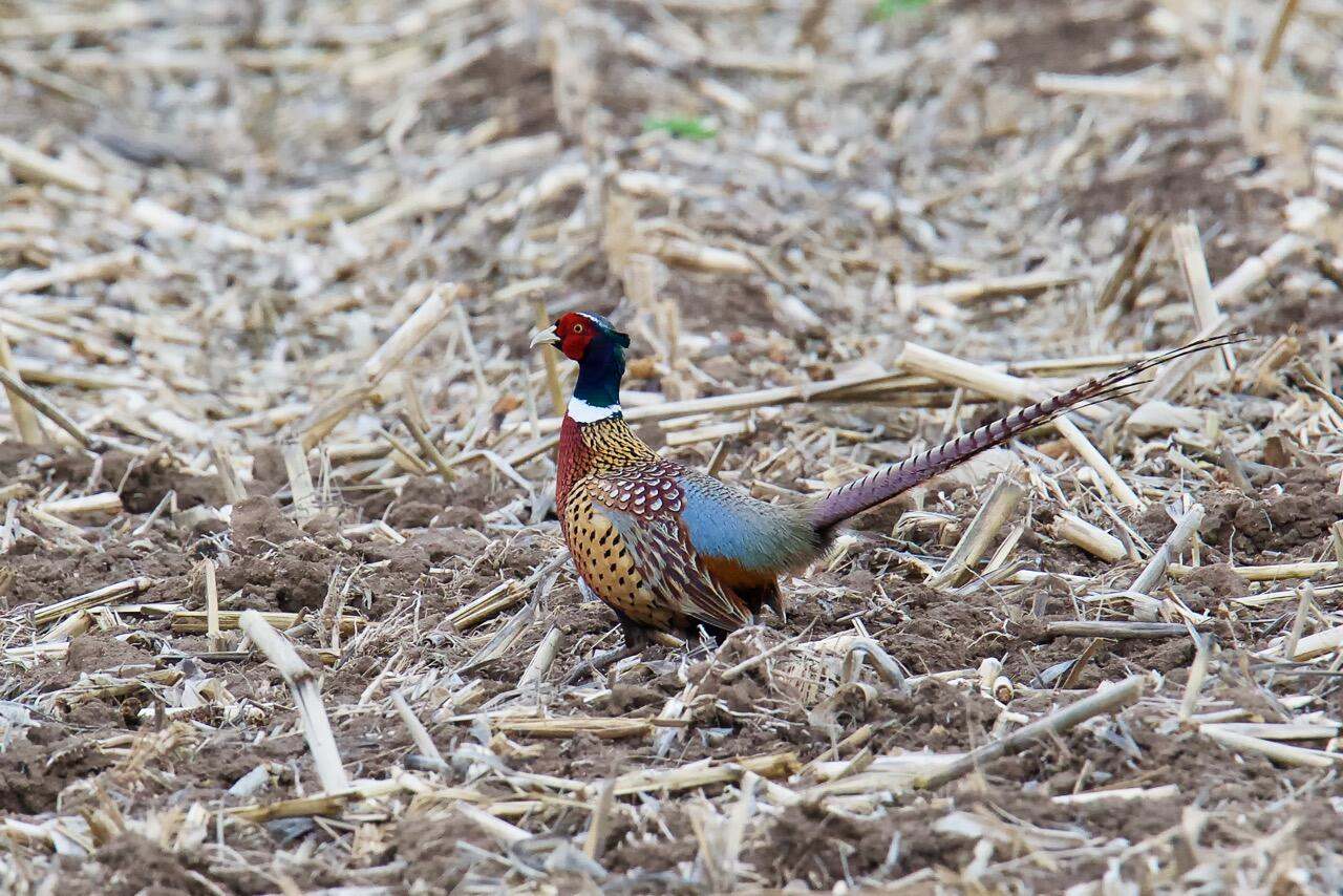 Bird with green head and ring of white feathers on its neck among broken corn stalks from a field that has been harvested earlier in the season. 