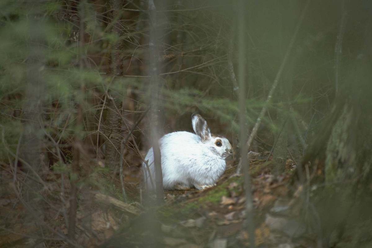 Showing a white rabbit standing out in high contrast among trees and leaves that are brown.