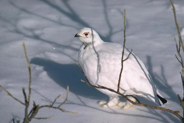 showing how well a ptarmigan in bright white winter plumage blends with snowy surroundings.