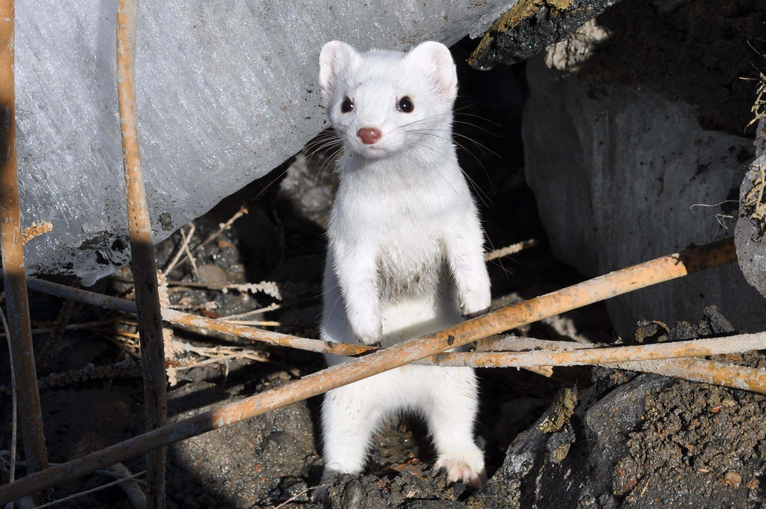 small furry mammal with very white fur contrasts sharply with its surroundings of gray rocks and brown dirt and small branches.