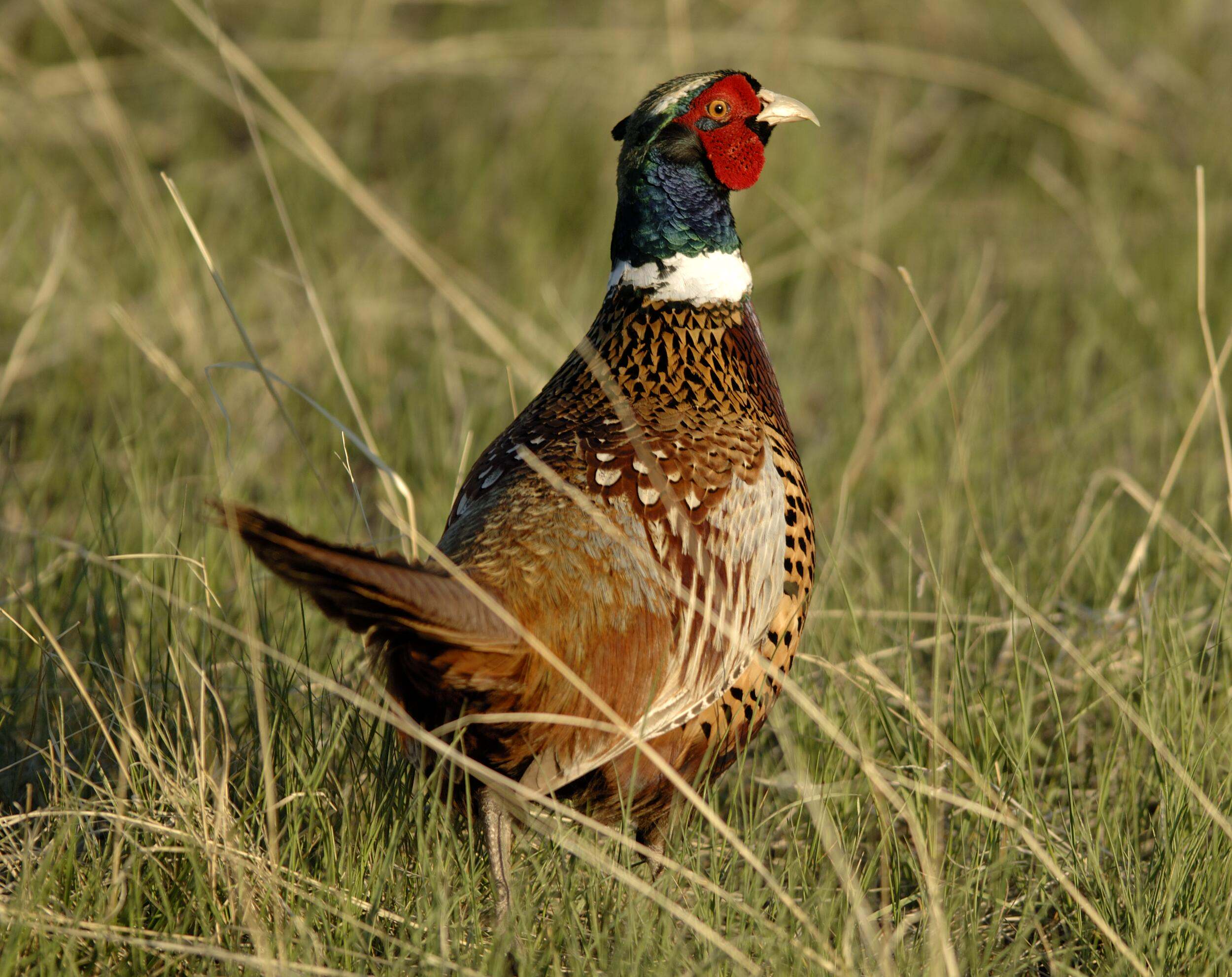 Ring-necked pheasant--bird with beautiful markings. Dark iridescent green head, white ring, and brown patterned feathers. 