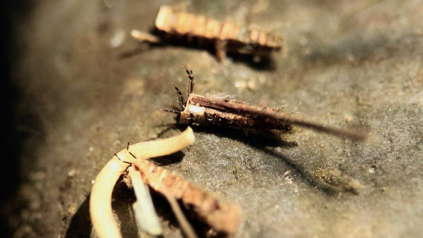 caddisflies hiding beneath pine needles