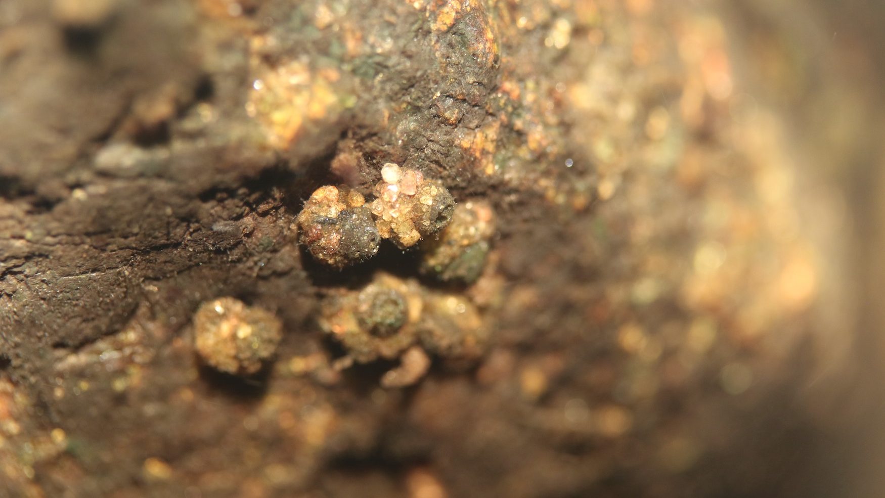 Caddisfly cases on a rock. 