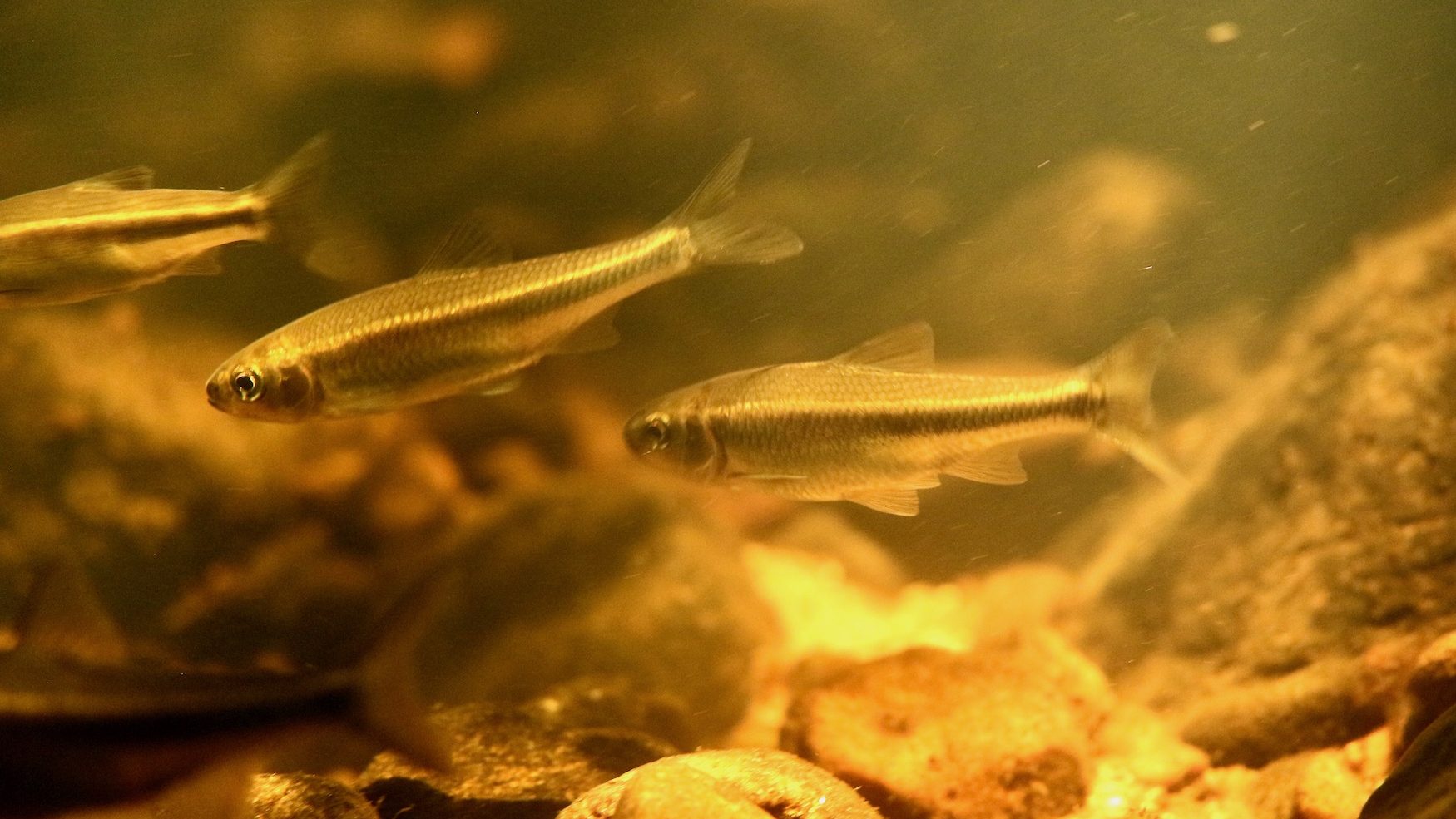 small fish swiming on the river bottom