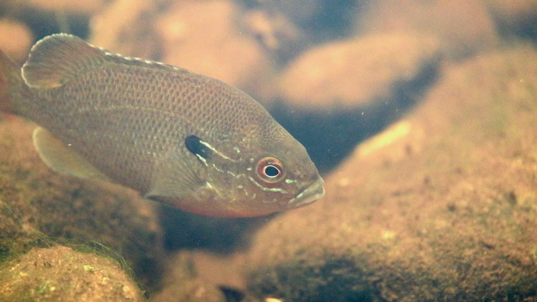 small fish with rocks on a stream bed