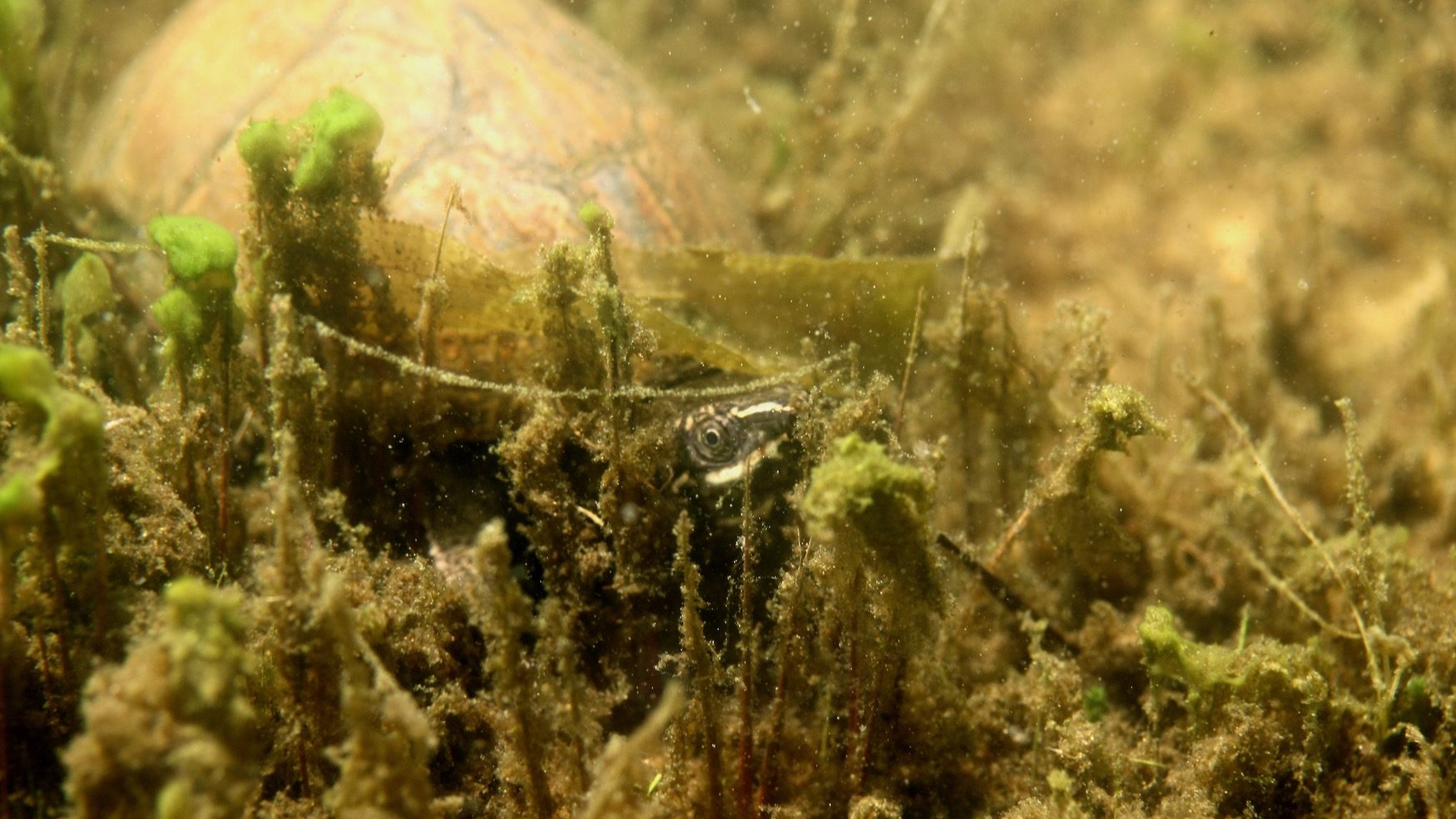 turtle head peering out of underwater vegetation