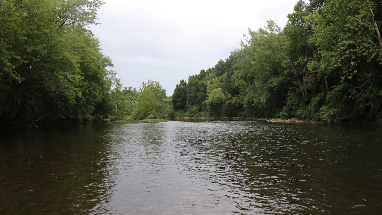 River down a still, dark river with green forest on either side.