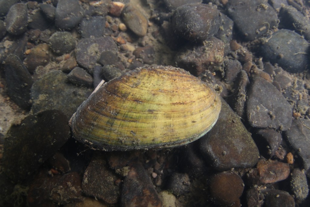 A brown bivalve mussel sitting on a pebbled riverbed.