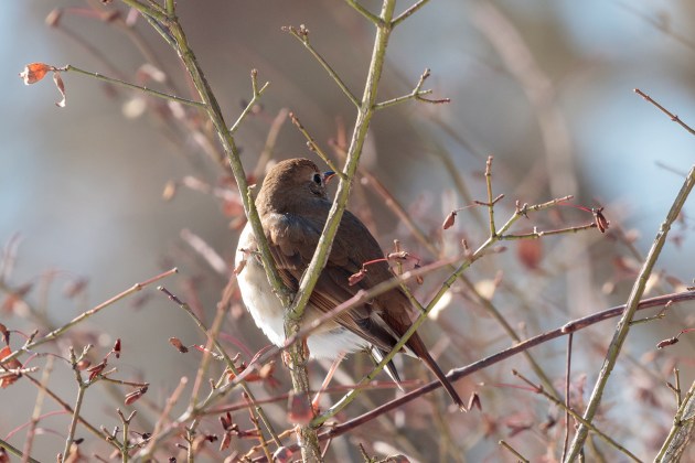 Hermit thrush perched among thin branches. 