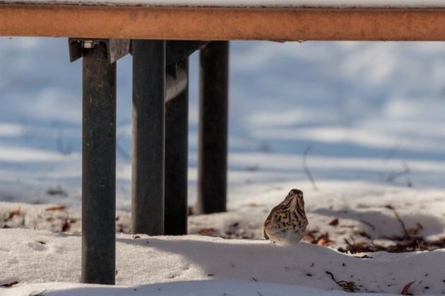 Hermit thrush in the snow beneath a picnic table. 