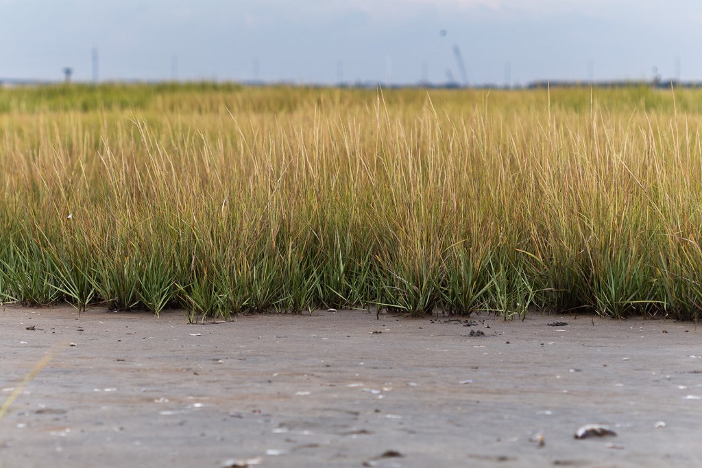 Showing the green and gold grasses and the dark brown mud of a salt marsh.