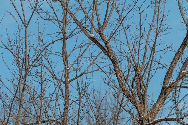 Yellow-belled sapsucker camouflaged against the trunk of a tree in winter. Showing how hard they can be to see. Even when they're aren't any leaves on the tree.