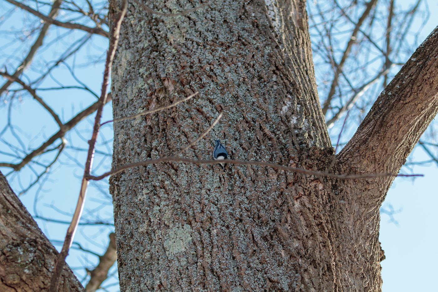 White-breasted nuthatch moving head-first down the trunk of a tree.