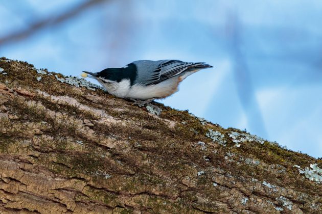 White-breasted nuthatch with a small seed in its beak.