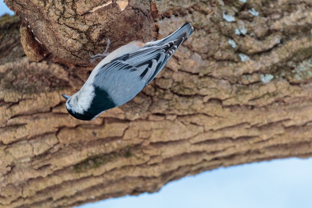 Close up image of a male white-breasted nuthatch perched upside down on a tree branch.