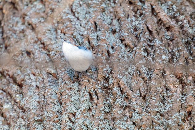 White-breasted nuthatch craning its neck so the white chin and breast are clearly visible.