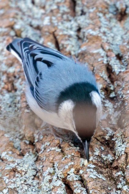 Close up view of Male white-breasted nuthatch using its pointed beak to collect a seed that had been tucked into a the bark of a tree.