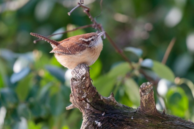 Carolina wren perched on a branch.