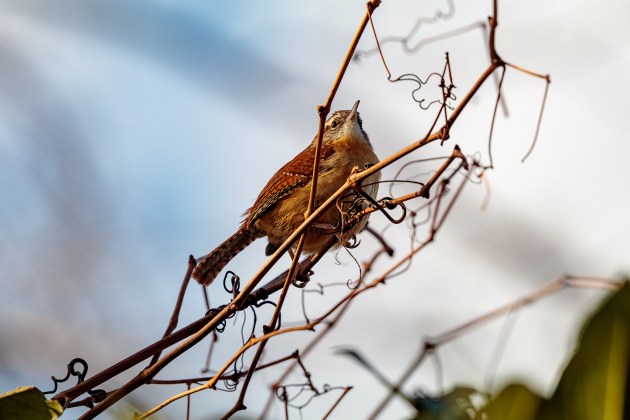 Carolina wren on a branch