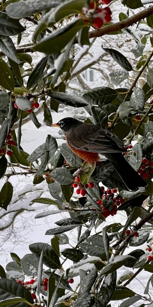 Robin perched among snowy leaves of a holly tree.