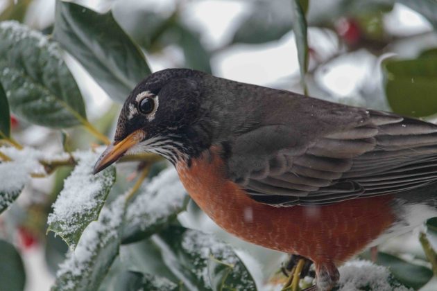 close up of an American robin (dark head, red breast) perched in a holly tree during a snow storm. When worms and insects aren't available in colder months, robins will often survive on late fruiting trees, like holly.