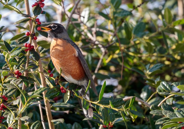 Robin in a holly tree plucking a bright red berry.