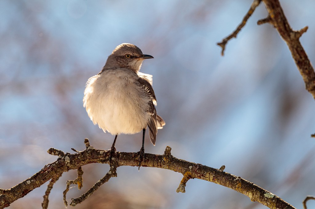 Northern mockingbird with his white breast feathers puffed against the cold.