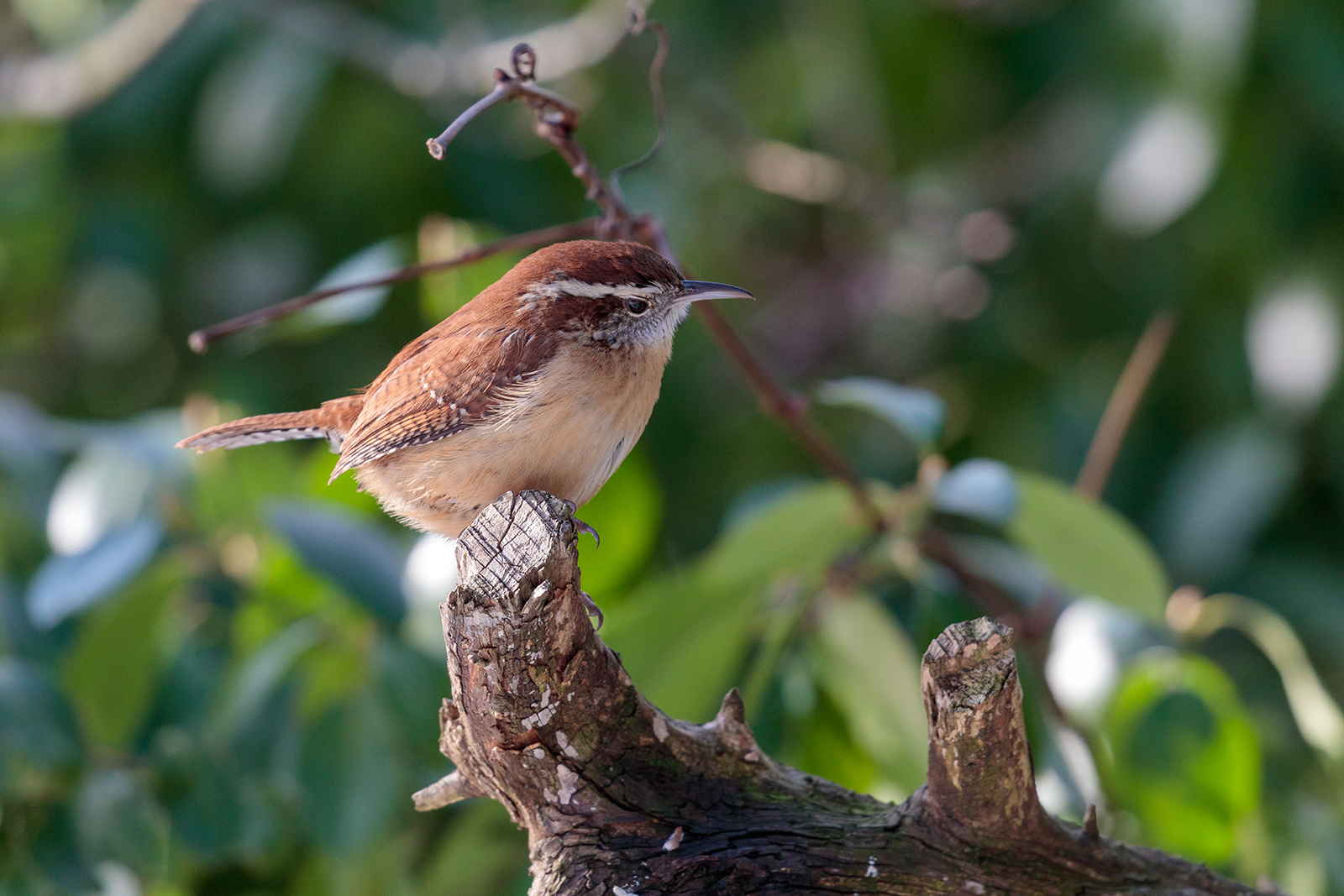 small brown bird with white stripe over its eye perched on brown branch