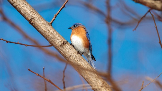 Bluebird perched on a branch. 