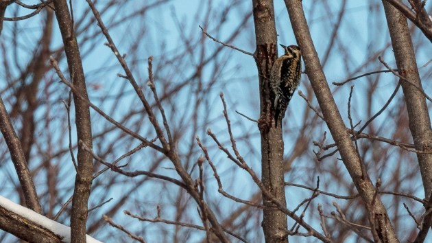 Yellow-bellied sapsucker on a snowy tree branch. 