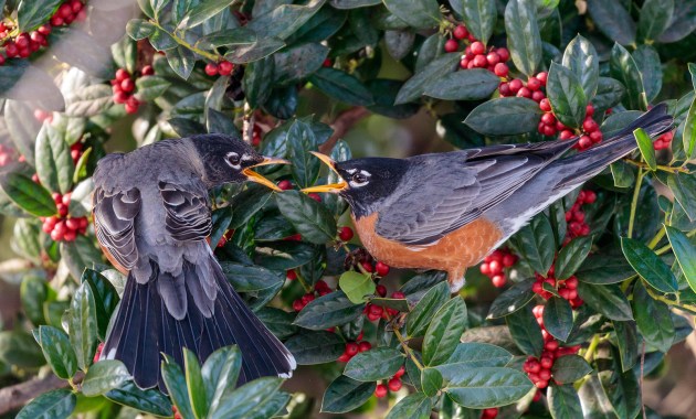 Two robins opening their beaks at each other. 