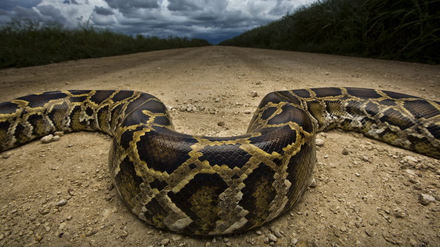 a snake slithering across a road with clouds in the background