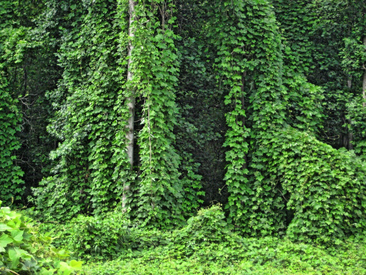Green vines covering native trees and shrubs so they are barely visible.