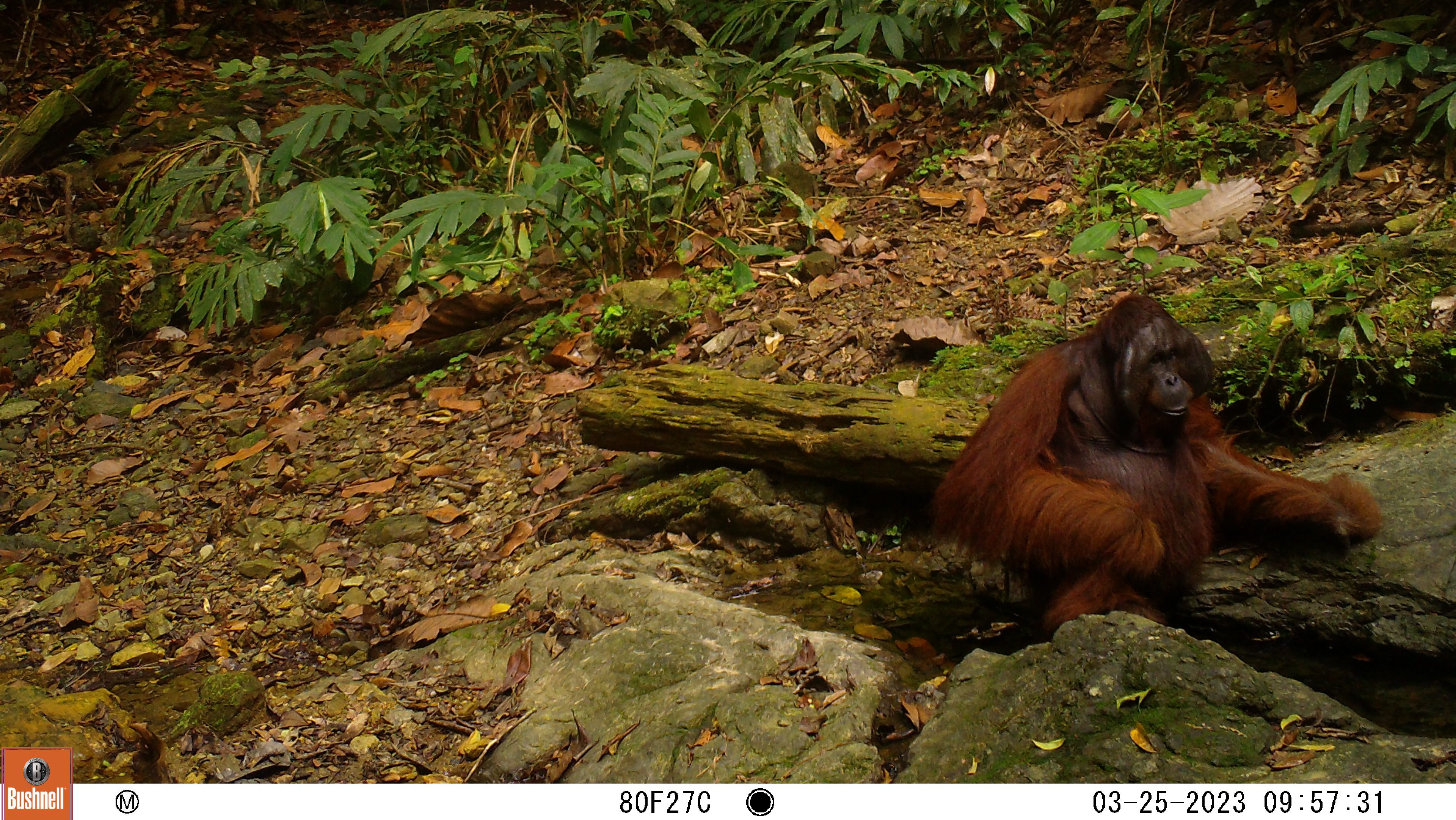 A large male orangutan sitting near a forest pool.