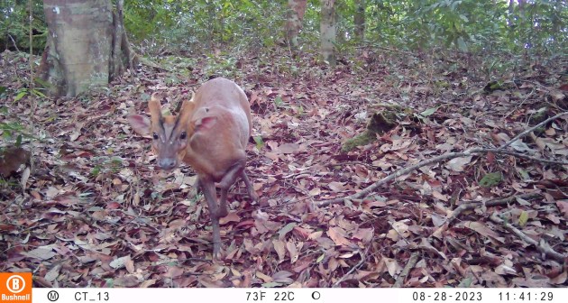 A small deer approaches a camera trap.