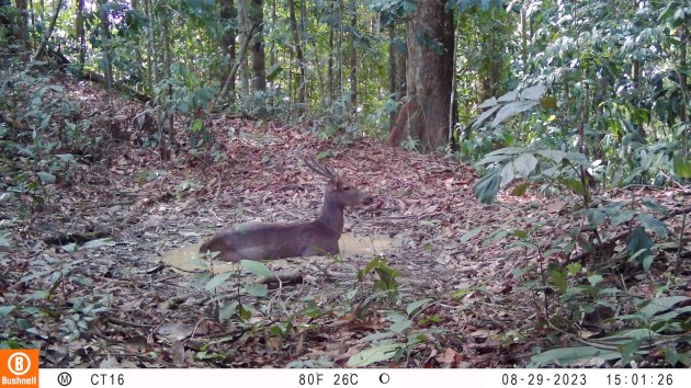 A deer sitting in a small pool in the forest.