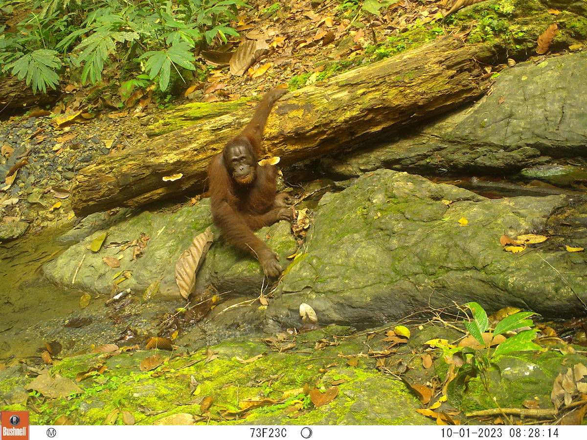 An orangutan sitting on the forest floor near a small pool.