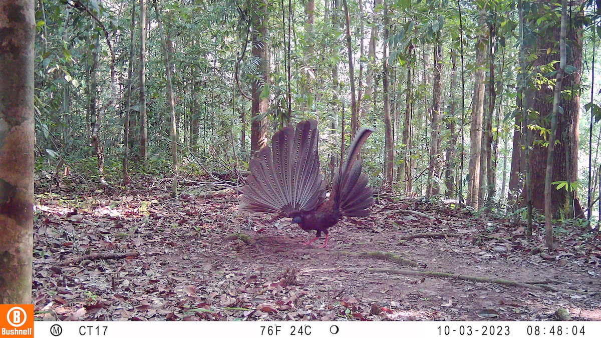 A large bird hold's it's wings upright in a display in a forest clearing.