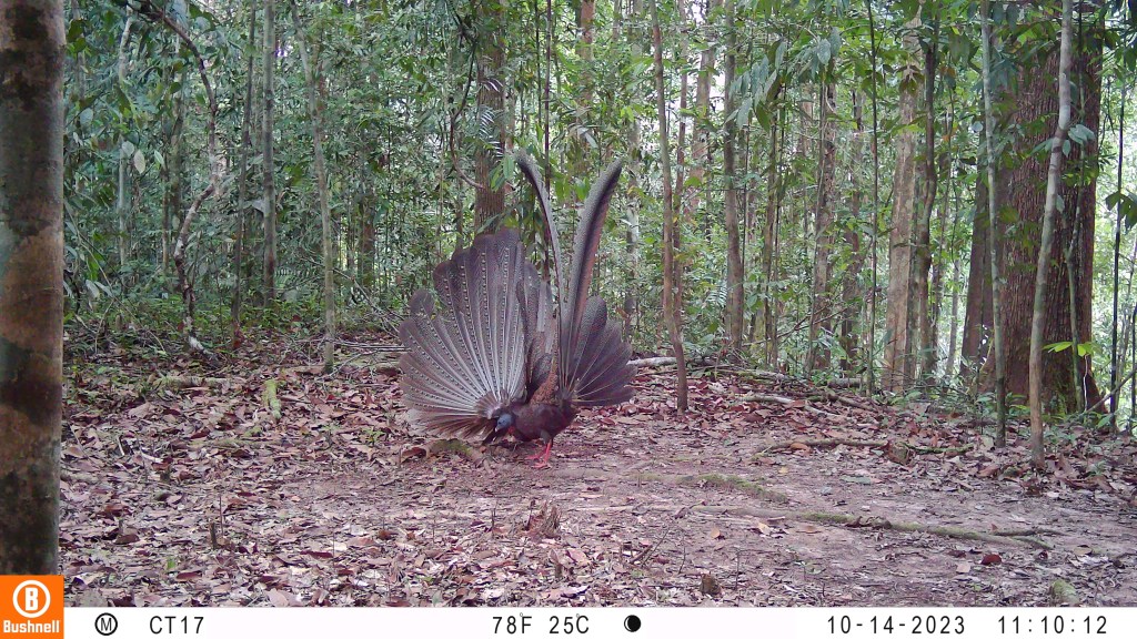 A large bird hold's it's wings upright in a display in a forest clearing.