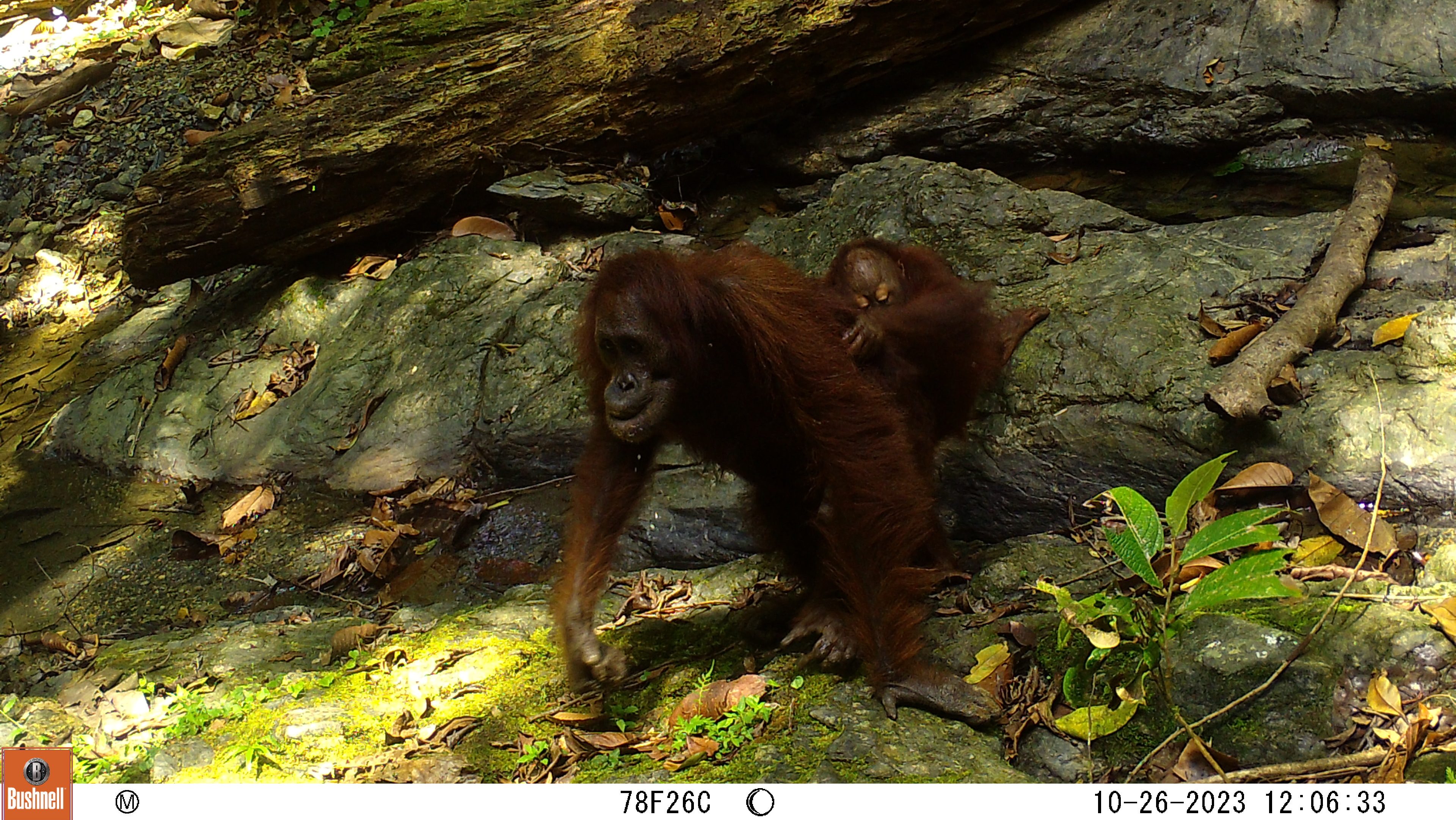 A mother orangutan riding on it's mother's back through the forest. 