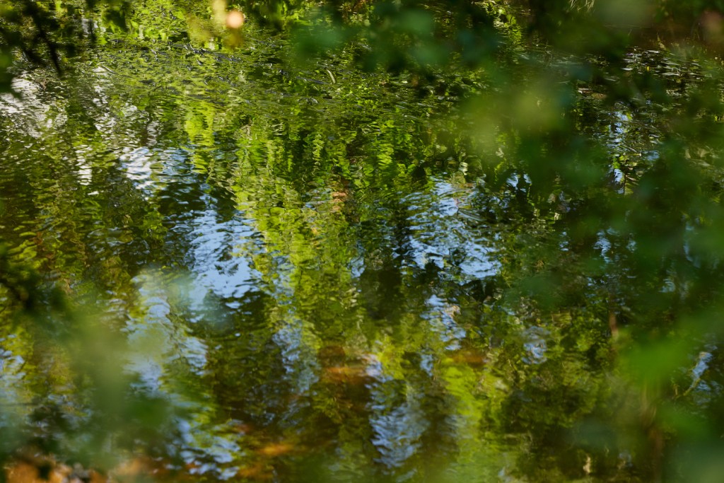 The reflection of trees on the surface of a stream.