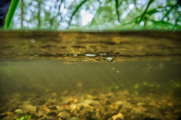 A photo taken where the camera is partially submerged in a stream, showing trees above, the waterline, and a gravel bottom.