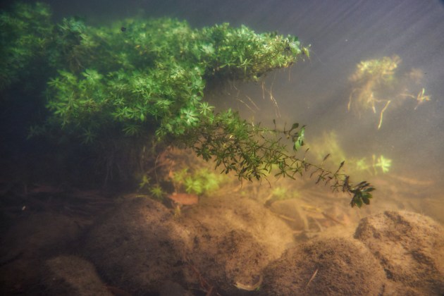 A view underwater of a silted river bottom with vegetation.